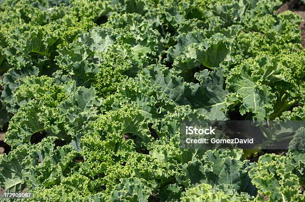 Curly Kale Growing In Field Stock Photo - Download Image Now - Agriculture, Cabbage, Close-up