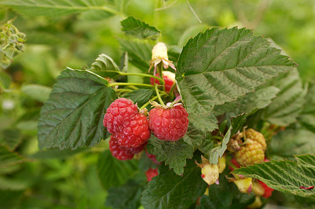 istock Close-up of Ripneing Raspberries on the Vine 172905091