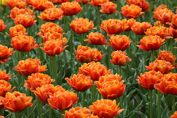 오랑주 푸지 튤립 - double tulip 뉴스 사진 이미지