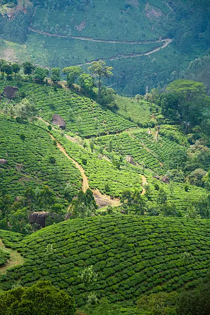 This is a view across the tea growing mountains of Munnar. Lit by patches of bright sunshine.
