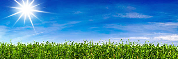 istock Sun & Field XXL - 147 Megapixel 172905463