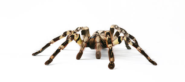 istock spider Poecilotheria regalis 172905553