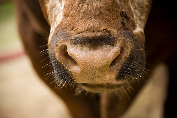 istock Close up nose of a cow 172905593