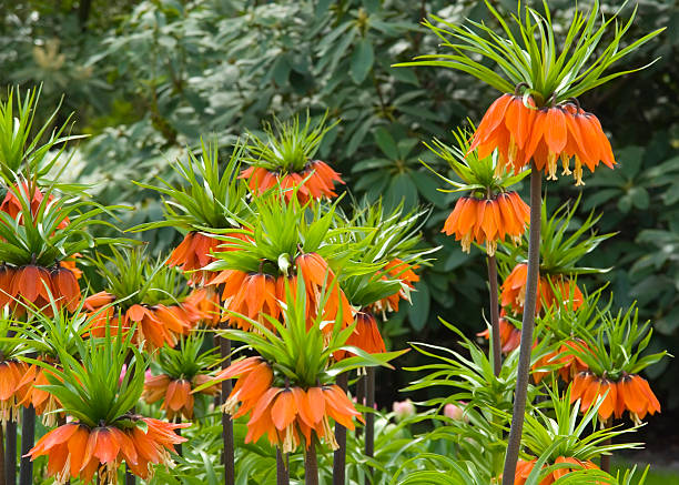 Flower Garden in close-up: Crown Imperial Lily (Fritillaria imperialis) This is a collection of Bulb Flowers from Keukenhof Gardens (the Netherlands). park leaf flower head saturated color stock pictures, royalty-free photos & images
