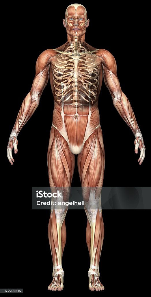 Le corps d'un homme avec les muscles et skeleton transparent - Photo de Abdomen libre de droits