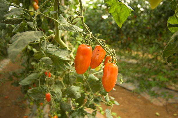 pomodori - plum tomato immagine foto e immagini stock