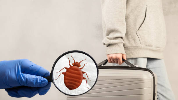 istock Bedbugs in a suitcase with things. Carrying bedbugs in a suitcase from a trip. Cimex lectularius is a type of domestic blood-sucking insect. 1729063069