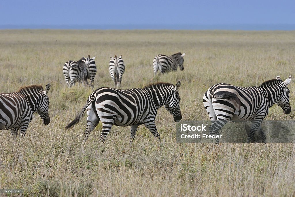 zebras - Lizenzfrei Afrika Stock-Foto