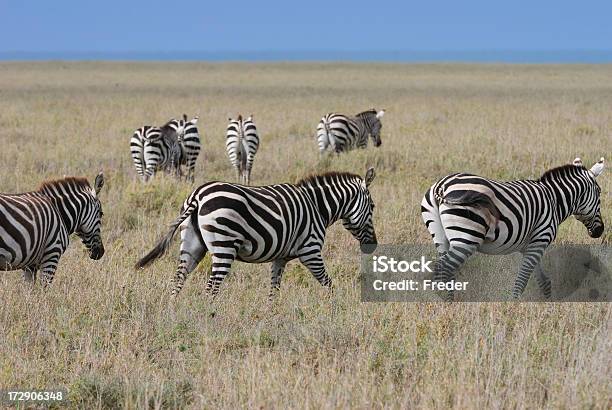 Zebras Stockfoto und mehr Bilder von Afrika - Afrika, Blau, Ebene