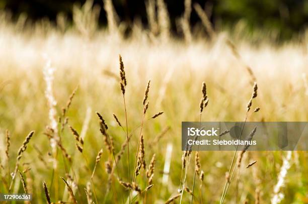 Dry Meadow In Summer With Pollen Stock Photo - Download Image Now - Backgrounds, Brown, Dry