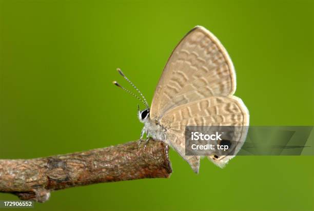 Senza Coda Dappertutto Linea Blu A Riposo Su Un Ramoscello - Fotografie stock e altre immagini di Ala di animale