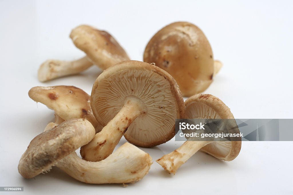 Funghi - Foto stock royalty-free di Alimentazione sana