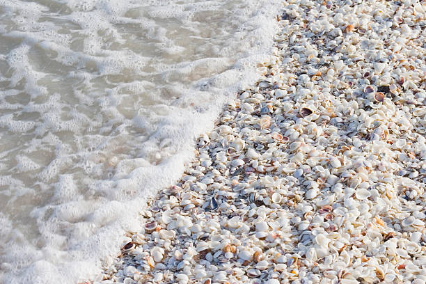 Beach covered with sea shells Beach covered with sea shells, no sand visible. Sanibel Island, Florida, USA. Adobe RGB sanibel island stock pictures, royalty-free photos & images