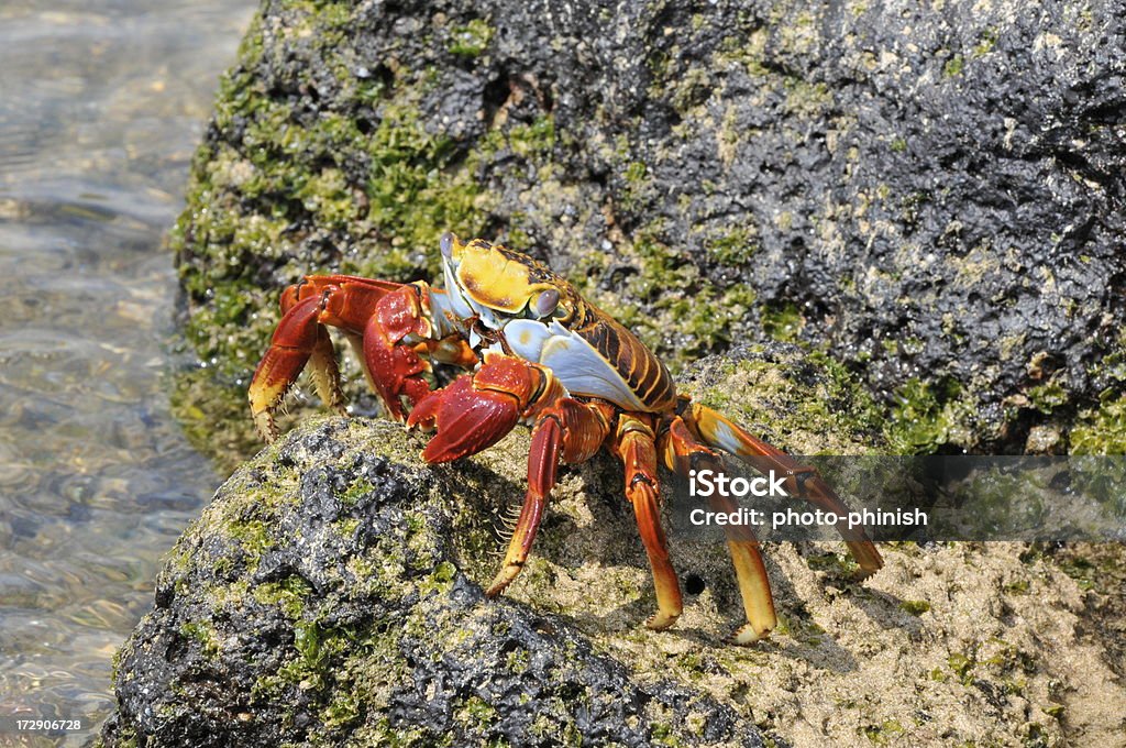 Красный рифовый краб - Стоковые фото Galapagos Islands National Park роялти-фри