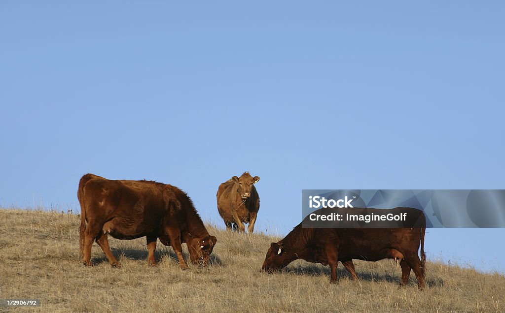 Trzy krowy - Zbiór zdjęć royalty-free (Alberta)