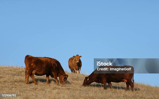 Três Animais - Fotografias de stock e mais imagens de Agricultura - Agricultura, Alberta, Animal