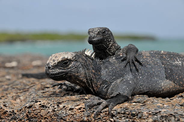 Amigável Marine Iguanas - foto de acervo