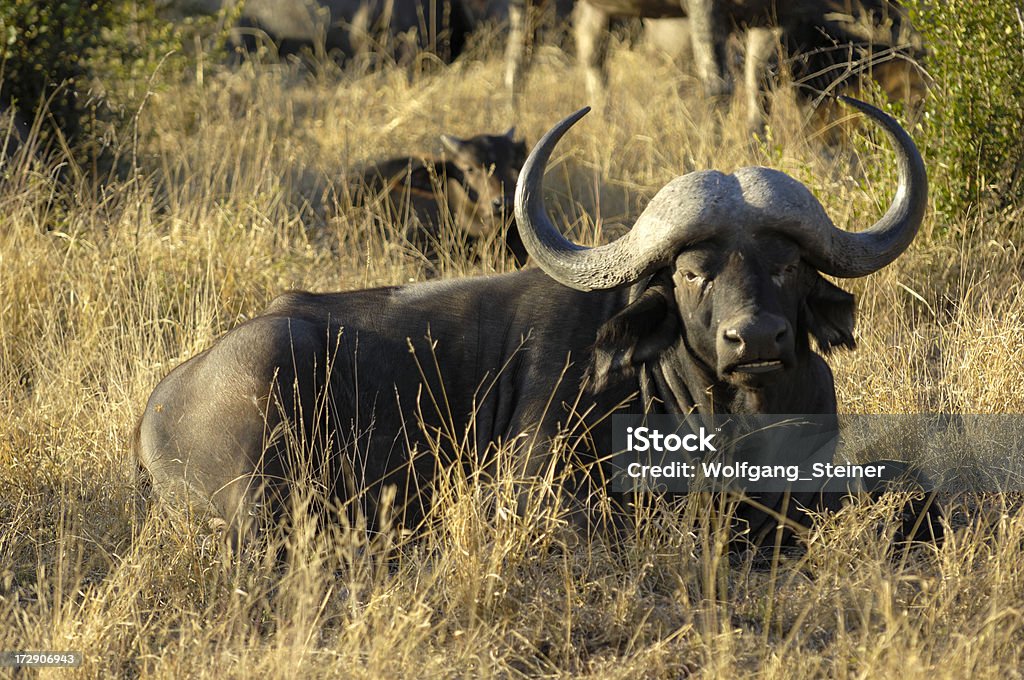 Wild cattle resting Seen at mala mala game reserve on the - Sabi Sands - Kruger national park - south africa Africa Stock Photo