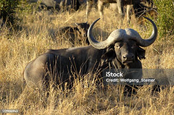 Wild Cattle Resting Stock Photo - Download Image Now - Africa, African Buffalo, Animal