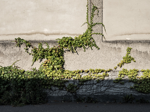Green ivy growing on facade