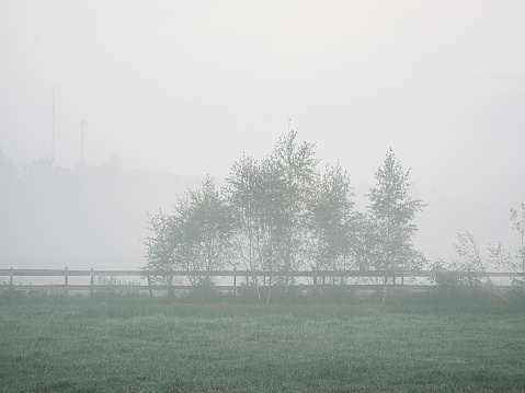Trees in a misty field