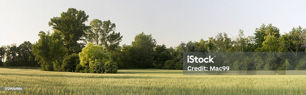 Foresta con cornfield misti - Foto stock royalty-free di Acre