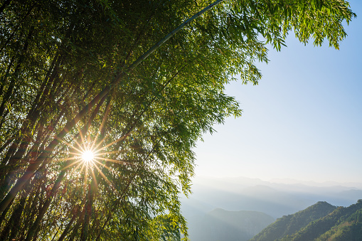 The sunlight shimmers through the bamboo forest on the hill. The scenery along Alishan Highway. Chiayi County, Taiwan.