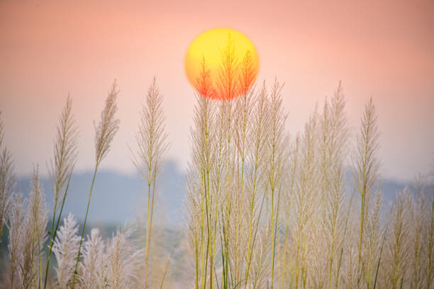Twilight Serenity: A White Wild Sugarcane Wonderland by the Riverside in Fall. Sugarcane grass along the Tseng Wen River at sunset. Digital composite image.