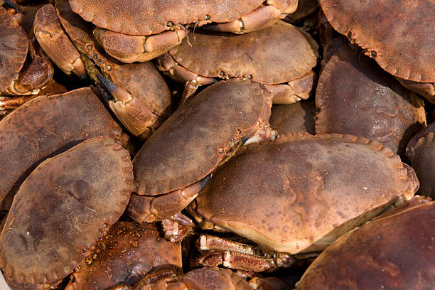 Boxful of Cromer crabs