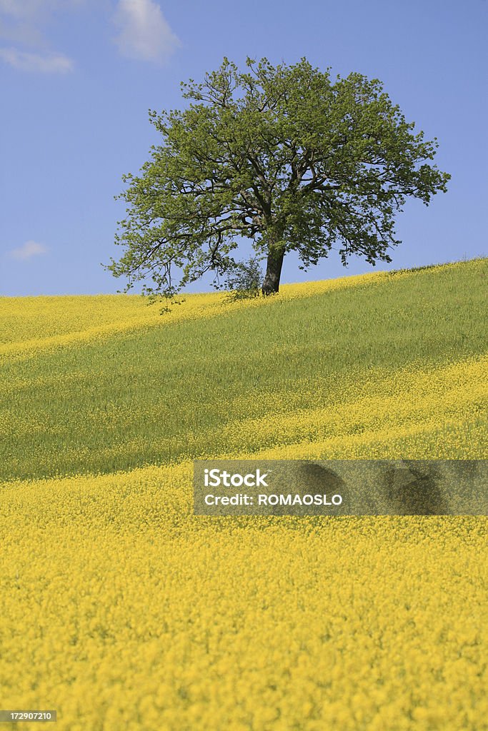 Albero e il prato giallo in Val d'Orcia, Toscana, Italia - Foto stock royalty-free di Albero