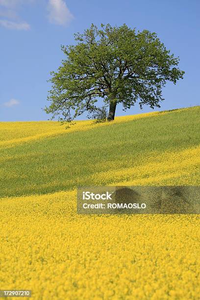 Дерево Желтый Луг В Валь Дорчатоскана Италия — стоковые фотографии и другие картинки Без людей - Без людей, Вертикальный, Весна