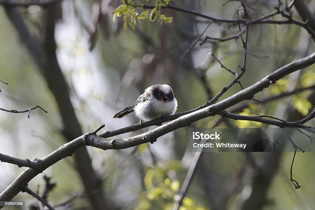 Long tailed tit Aegithalos caudatus beak open In winter, this extraordinary bird travels around the British countryside in small groups, twittering while moving on from tree to tree. They can resemble a round ball of feather with just the tiniest beak. Animal Stock Photo