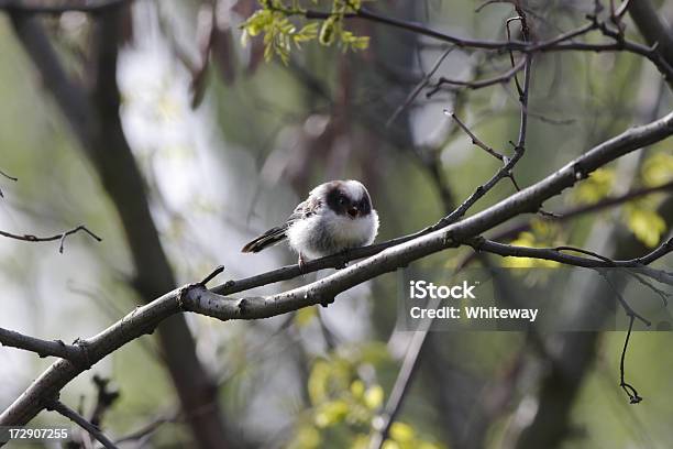 Long Tailed Tit Aegithalos Caudatus Beak Open Stock Photo - Download Image Now - Animal, Animals In The Wild, Bird