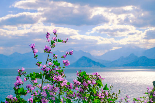 A beautiful flower blooming on the cliffs, resisting the storm