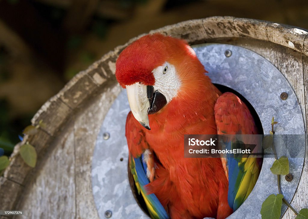 Parrot - Lizenzfrei Blau Stock-Foto