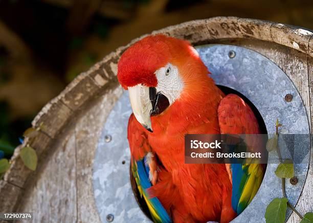 Parrot Stockfoto und mehr Bilder von Blau - Blau, Brasilien, Bunt - Farbton