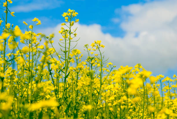istock yellow flower of rape, close-up 172907381