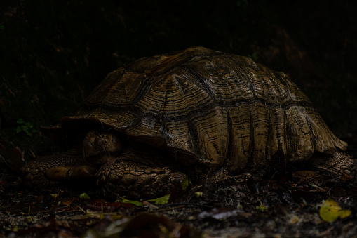 African spurred tortoise (Centrochelys sulcata), sleeping on the sand with eyes closed.