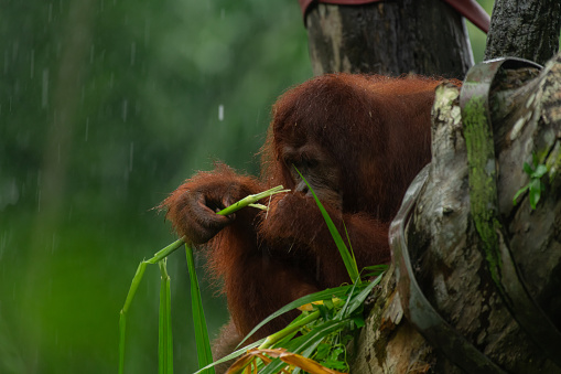 Male orangutan eating leaves behind the tree. Rainy day, background image with copy space for text