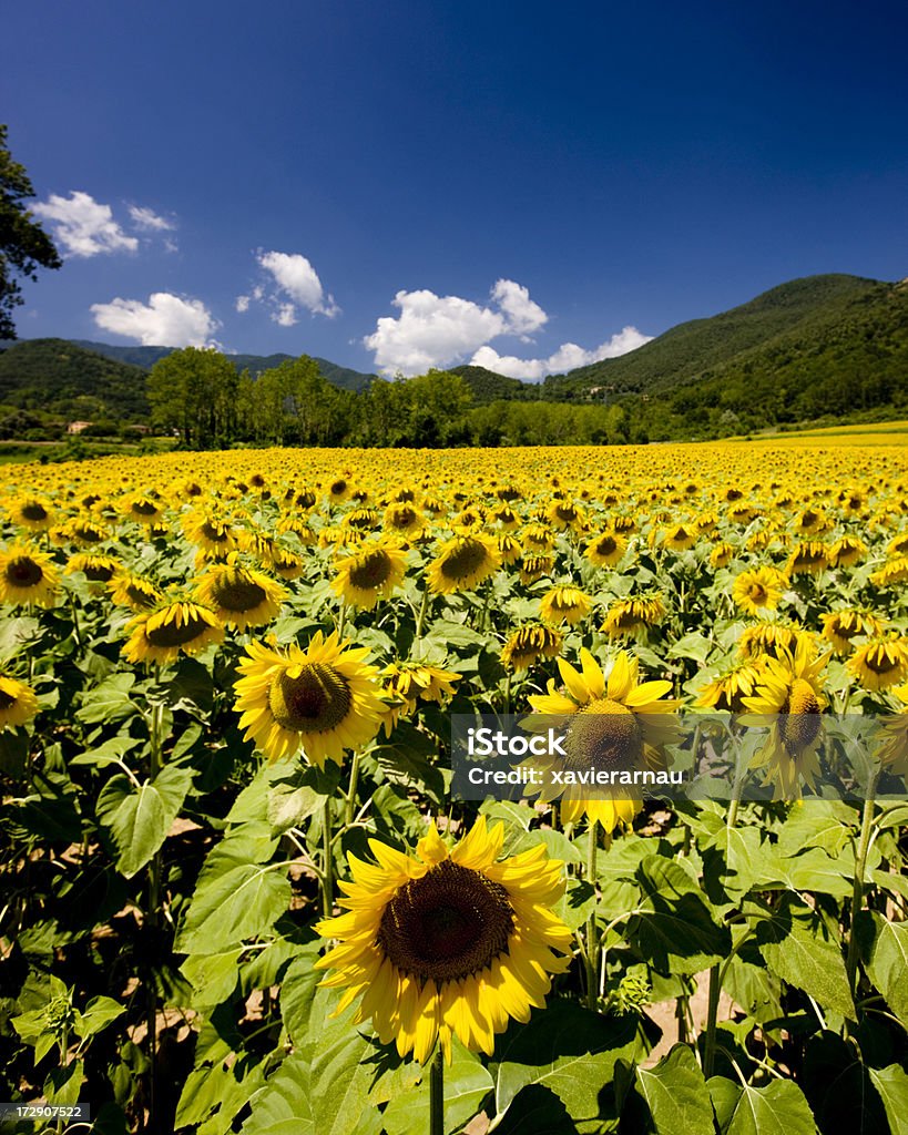 Zona rural - Foto de stock de Agricultura royalty-free