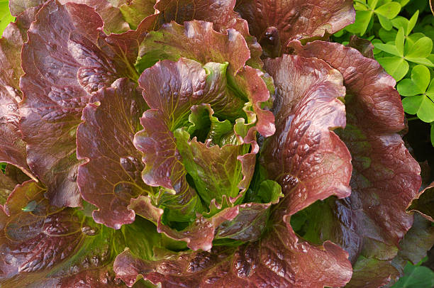 красный салат растущего в саду - red romaine стоковые фото и изображения