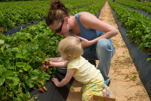 Mother helps her young daughter pick strawberries on a farm.  Educational moment to teach children where foods come from.