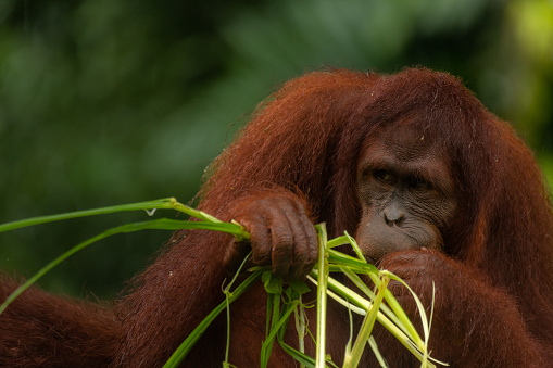 Orangutan eating the grass during the rainy day, dark green background with copy space for text