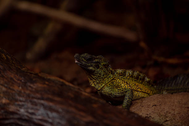 Philippine Sailfin Lizard: a shy and fantastically coloured Lizard living very near a body of water and its diet consists of fruits, insects, small animals, vegetation.