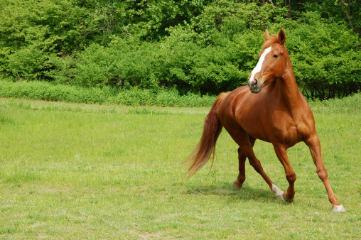 Beautiful horse making a turn while running.See Also: