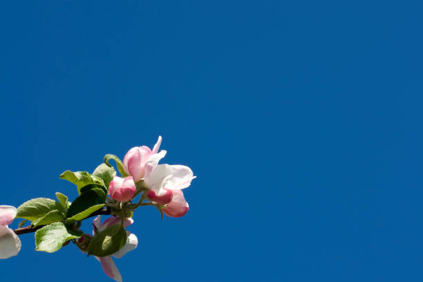 istock branch of blooming apple tree 172907851