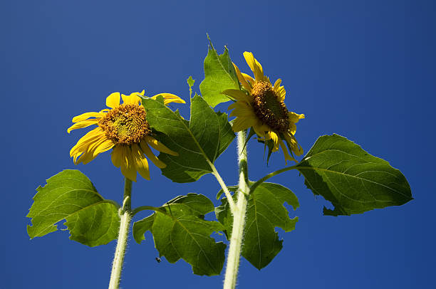 Dos sunflowers on cielo azul de fondo - foto de stock