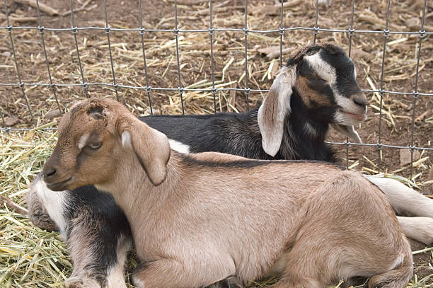 istock Nubian Goat Kids 172907972