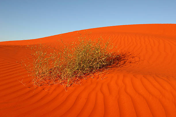 40+ Deserto Pietroso Di Sturt Foto stock, immagini e fotografie royalty