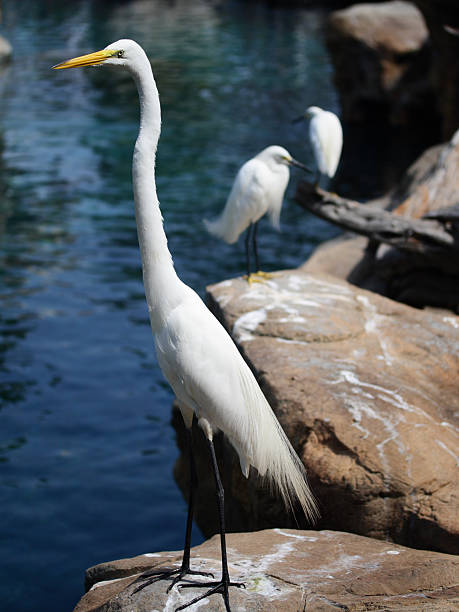 Great Egret (Egretta Alba) on rock stock photo